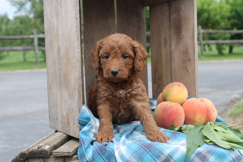 puppy, for, sale, Mini Goldendoodle F2, Matthew B. Stoltzfus, dog, breeder, Gap, PA, dog-breeder, puppy-for-sale, forsale, nearby, find, puppyfind, locator, puppylocator, aca